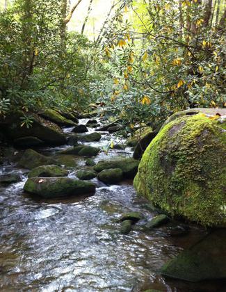 View of Little Santeetlah Creek. Photo by Donna Kridelbaugh.