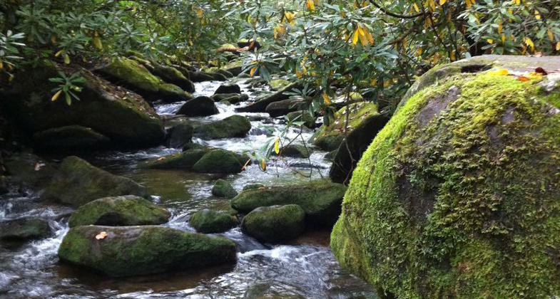Bridge crossing on the Joyce Kilmer Memorial Loop trail. Photo by Donna Kridelbaugh.