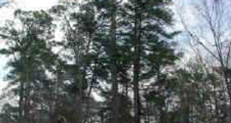 English Point on near Hayden Lake. Photo courtesy of https://naughtyhiker.wordpress.com/.