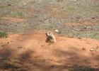 Canton Lake Prairie Dog. Photo by USACOE.