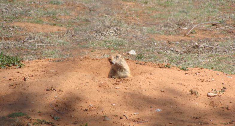 Canton Lake Prairie Dog. Photo by USACOE.