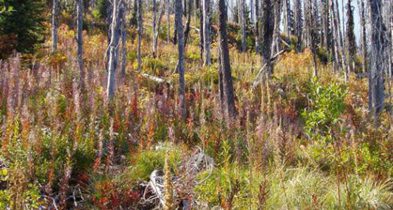 Photo by Lisa Therrell.