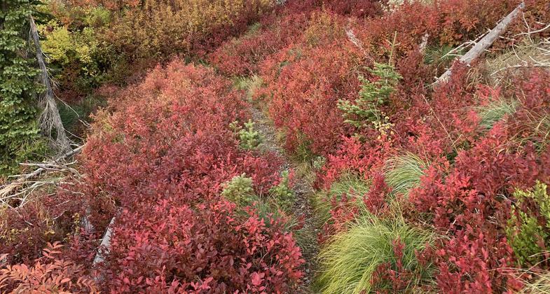 Trail work on the Shedroof Divide. Photo by Kristy Canright.