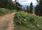 Wildflowers and great views of the Palouse Hills. Photo by Katie Rapp.