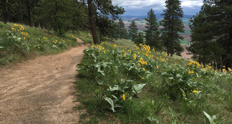 Wildflowers and great views of the Palouse Hills. Photo by Katie Rapp.