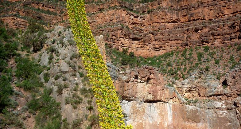 Arizona, south rim of the Grand Canyon inside Grand Canyon National Park. Photo by Fiana Shapiro.