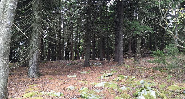 Red Spruce forest along the Whispering Spruce Trail just south of Spruce Knob, West Virginia. Photo by Famartin.