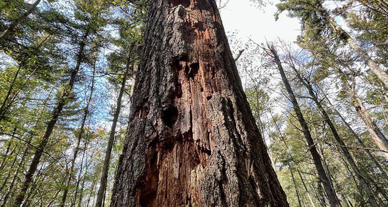 Nature trail entrance. Photo by Sand County Naturalist.