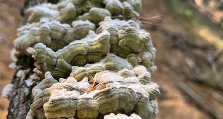 Photo by Madison Paradowski.