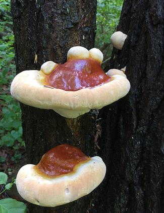 Ganoderma tsugae Murrill in Wissahickon Valley Park. Photo by geraldine.