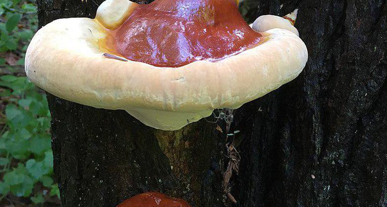 Wissahickon Valley fall foliage. Photo by Insapphowetrust.