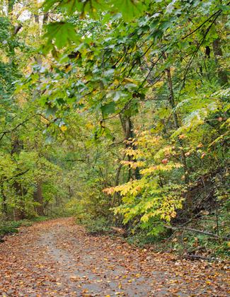 Wissahickon Valley fall foliage. Photo by Insapphowetrust.