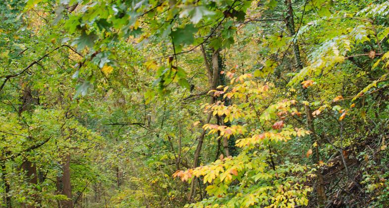 Ganoderma tsugae Murrill in Wissahickon Valley Park. Photo by geraldine.