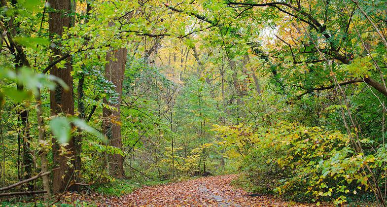 Wissahickon Valley fall foliage. Photo by Insapphowetrust.