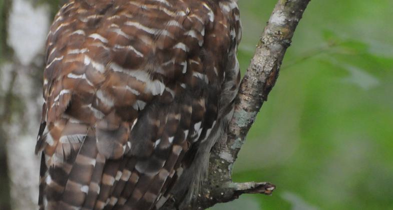 A Pileated Woodpecker investigates a fallen tree. Photo by Mark Musselman.