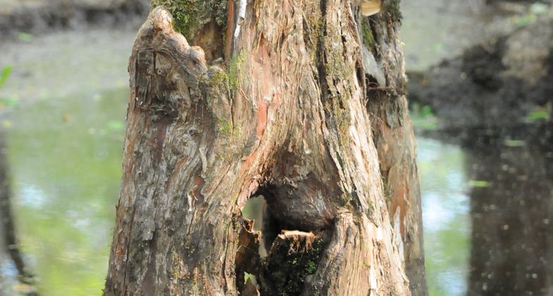 Male Prothonotary Warbler singing on his territory. Photo by Mark Musselman.