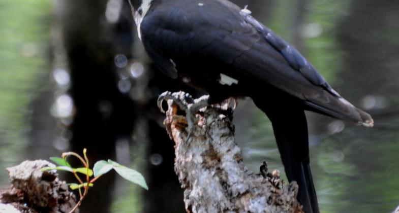 A female Ebony Jewelwing (Calopteryx maculata) sunning on a leaf. Photo by Mark Musselman.