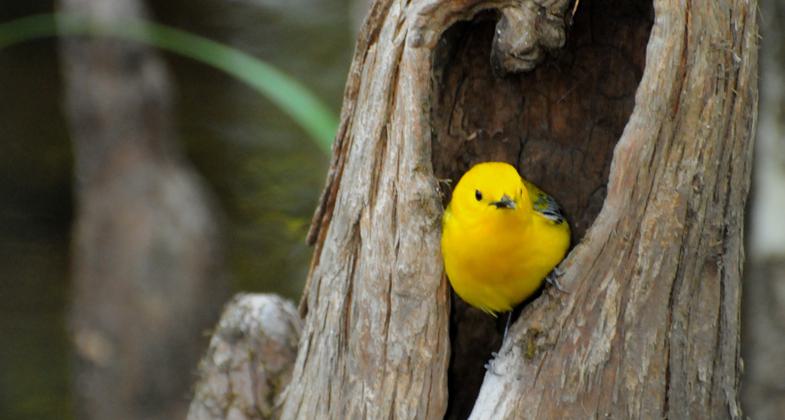 Barred Owl perched low over the swamp. Photo by Mark Musselman.