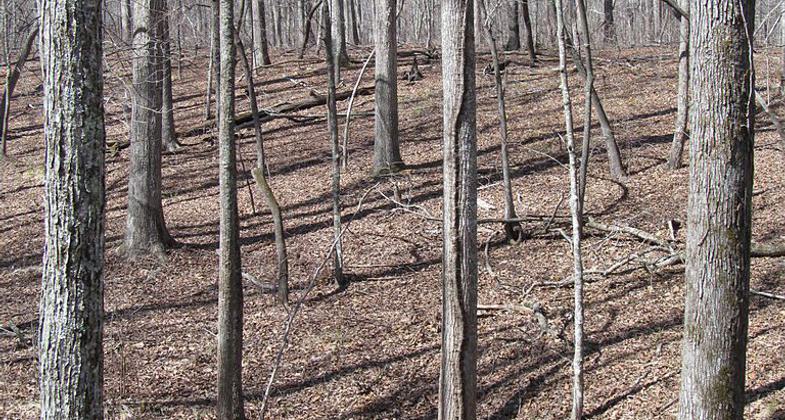 Kings Mountain National Military Park - South Carolina. Photo by Doug Kerr/wiki.