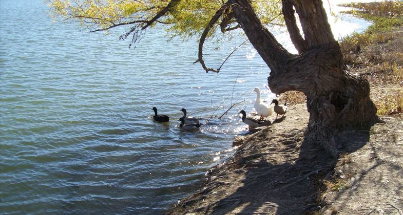 Lakeside visitors. Photo by Sherman Parks and Recreation.