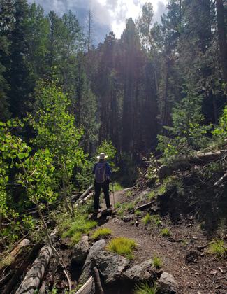 Beautiful forest along Whipple NRT. Photo by Karen Mikkelson.