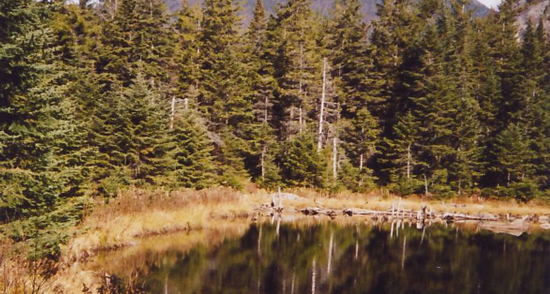 Little Rock Pond from the Long Trail. Photo by Omarcheeseboro/wiki.
