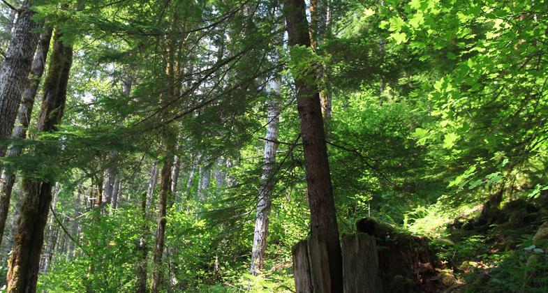 Lena Lake National Recreation Trail in Olympic National Forest, WA - photo by Ed Hunds