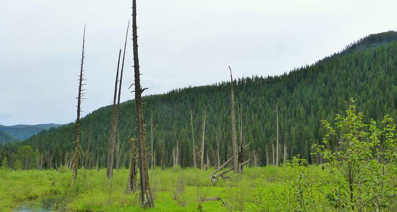 Cedar Snags in St. Joe National Forest. Photo by Ian Poellet wiki.