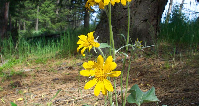 Caribou Cabin. Photo by Kelly McRae-Phillips.