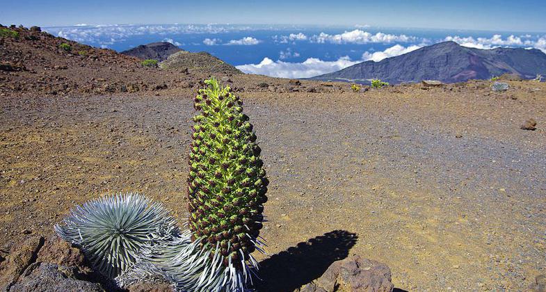 Photo by Niagara66 wiki.