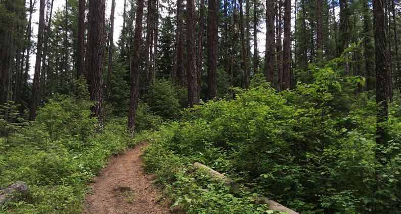 Vividly green plant life surrounds the trail. Photo by Katie Rapp.