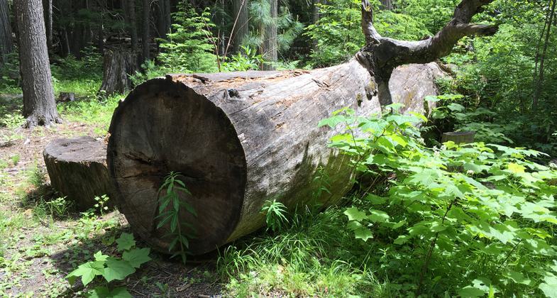 Giant White Pine. Photo by Katie Rapp.
