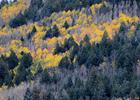 Fall in Apache-Sitgreaves National Forests. Photo by USFS.