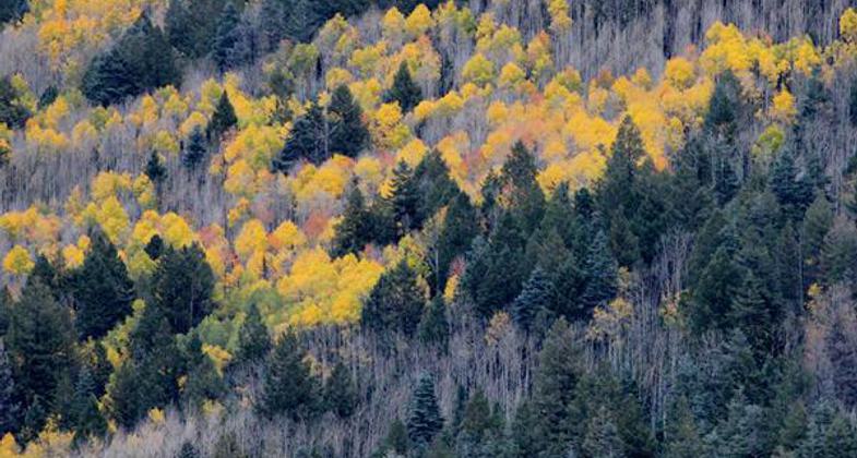 Fall in Apache-Sitgreaves National Forests. Photo by USFS.