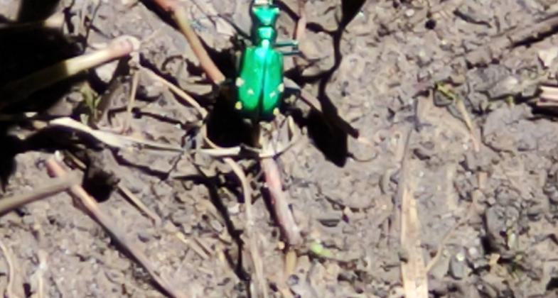 Common Whitetail Skimmer. Photo by Steven Hawker.