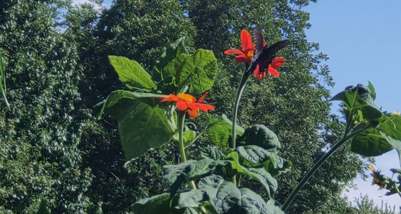 Monarch Butterfly. Photo by Steven Hawker.