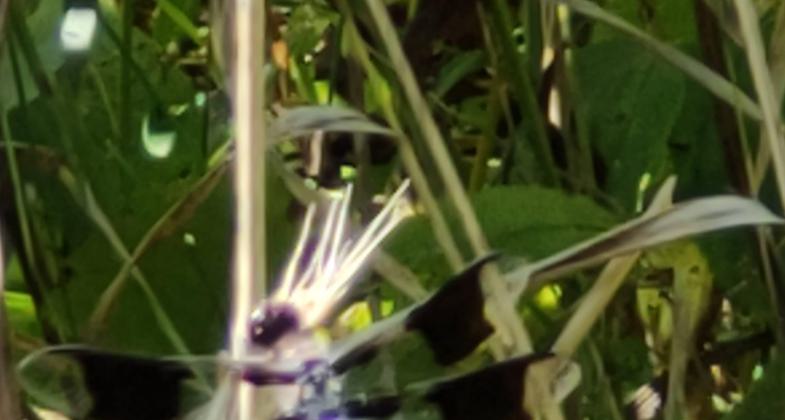 Black Swallowtail. Photo by Steven Hawker.