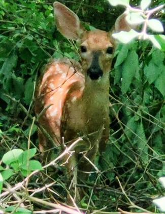 Young Doe. Photo by Steven Hawker.