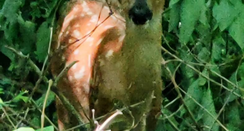 Mature Deer. Photo by Steven Hawker.