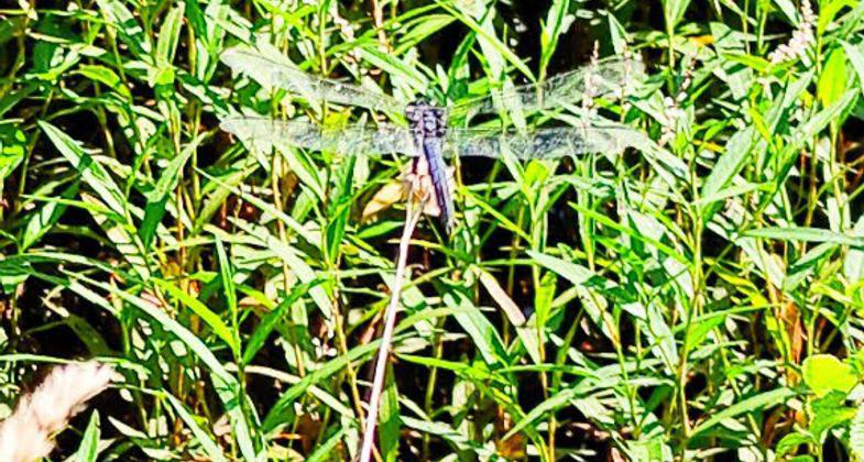 Canadian Geese. Photo by Steven Hawker.