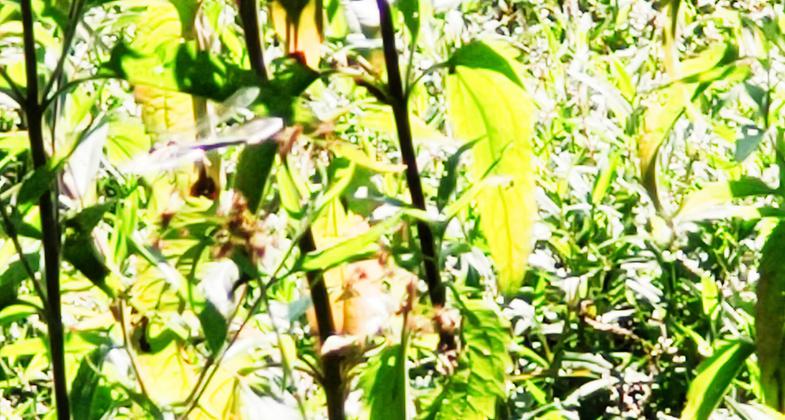 Skimmer. Photo by Steven Hawker.