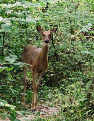 Mature Deer. Photo by Steven Hawker.