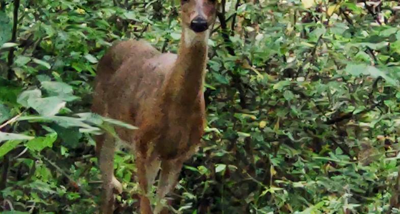 photo by April A. Tchiguka.