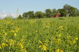 Herbert Hoover Prairie Trail