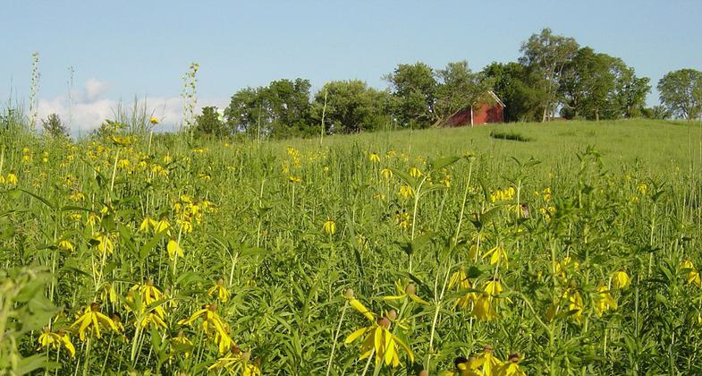 Tallgrass Prairie at Herbert Hoover Historical Site. Photo by NPS.