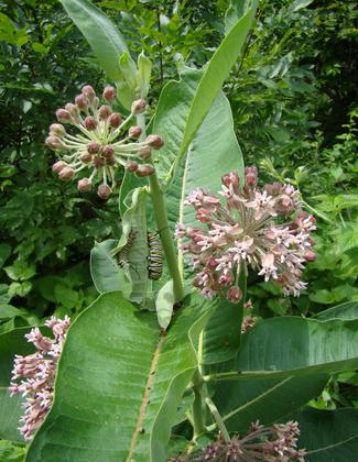 Photo by Wendy Bowles.