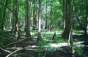Chicot Nature Trail