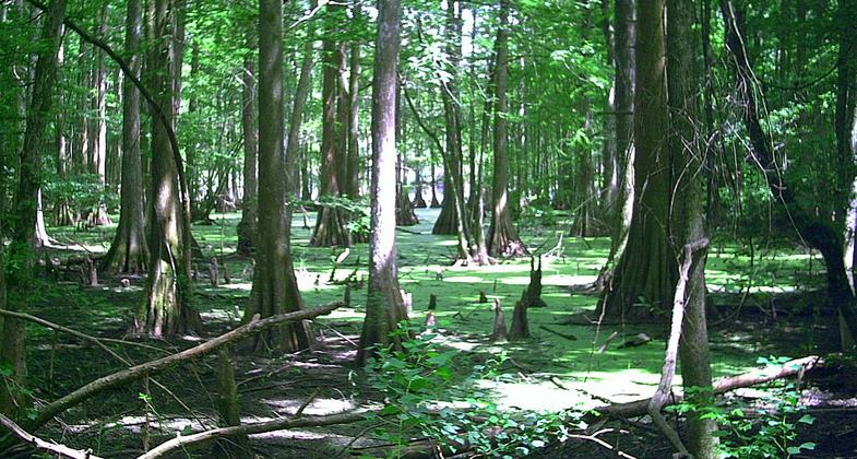 Chicot State Park. Photo by Richard Byrd/wiki.