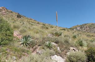 Joe's Canyon