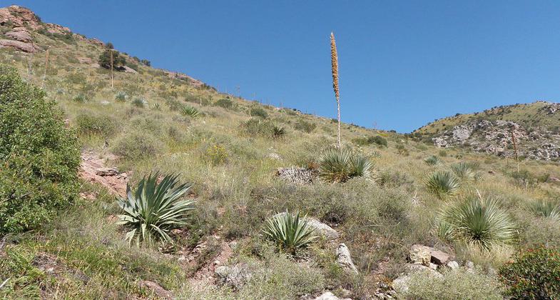 Semidesert grassland, Coronado National Memorial. Photo by Semidesert3.